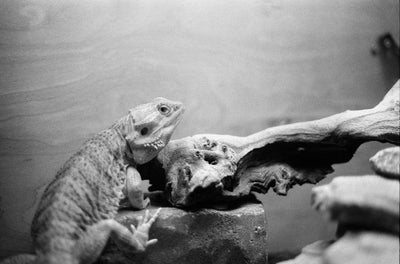 Ilford HP5 Plus - 35mm