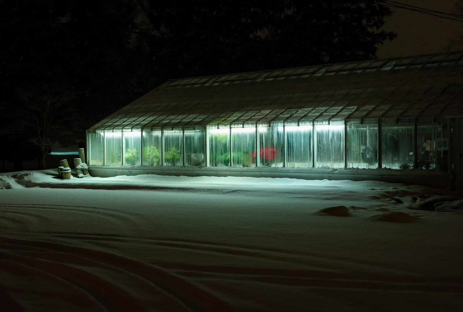 Still Life (Because it’s a Greenhouse, and It’s Cold Outside, and Winter in Ohio is Death)
