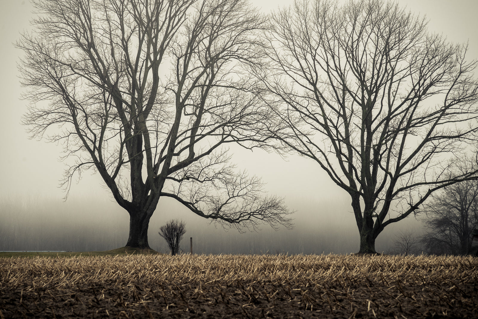 A Morning For Mourning