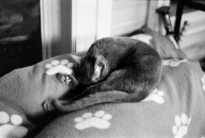 Ilford HP5 Plus - 35mm