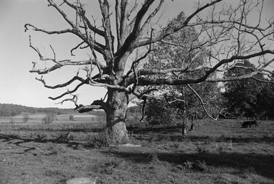 Ilford HP5 Plus - 35mm