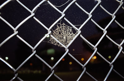 Photo Credit: Johnny Joo