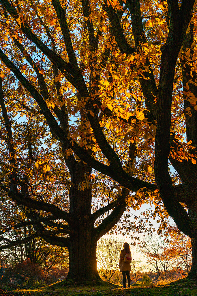 autumn sunset at lantern court in Kirtland, Ohio