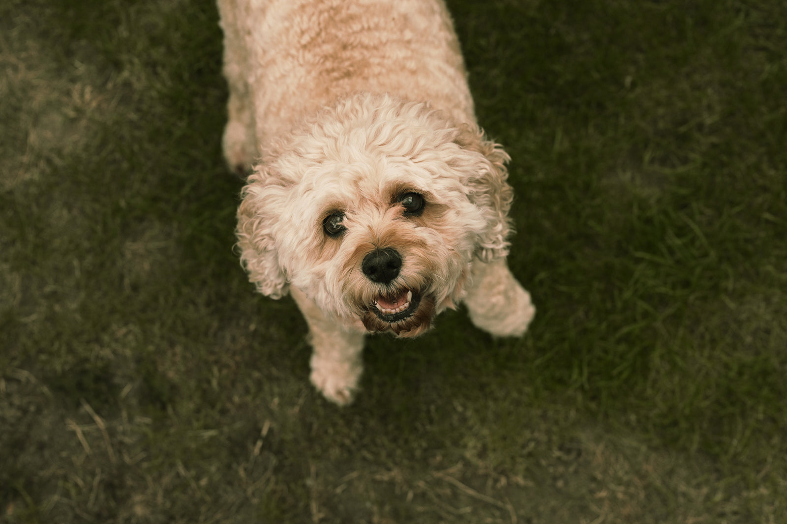 Nikon Flexible Color - Freeple3