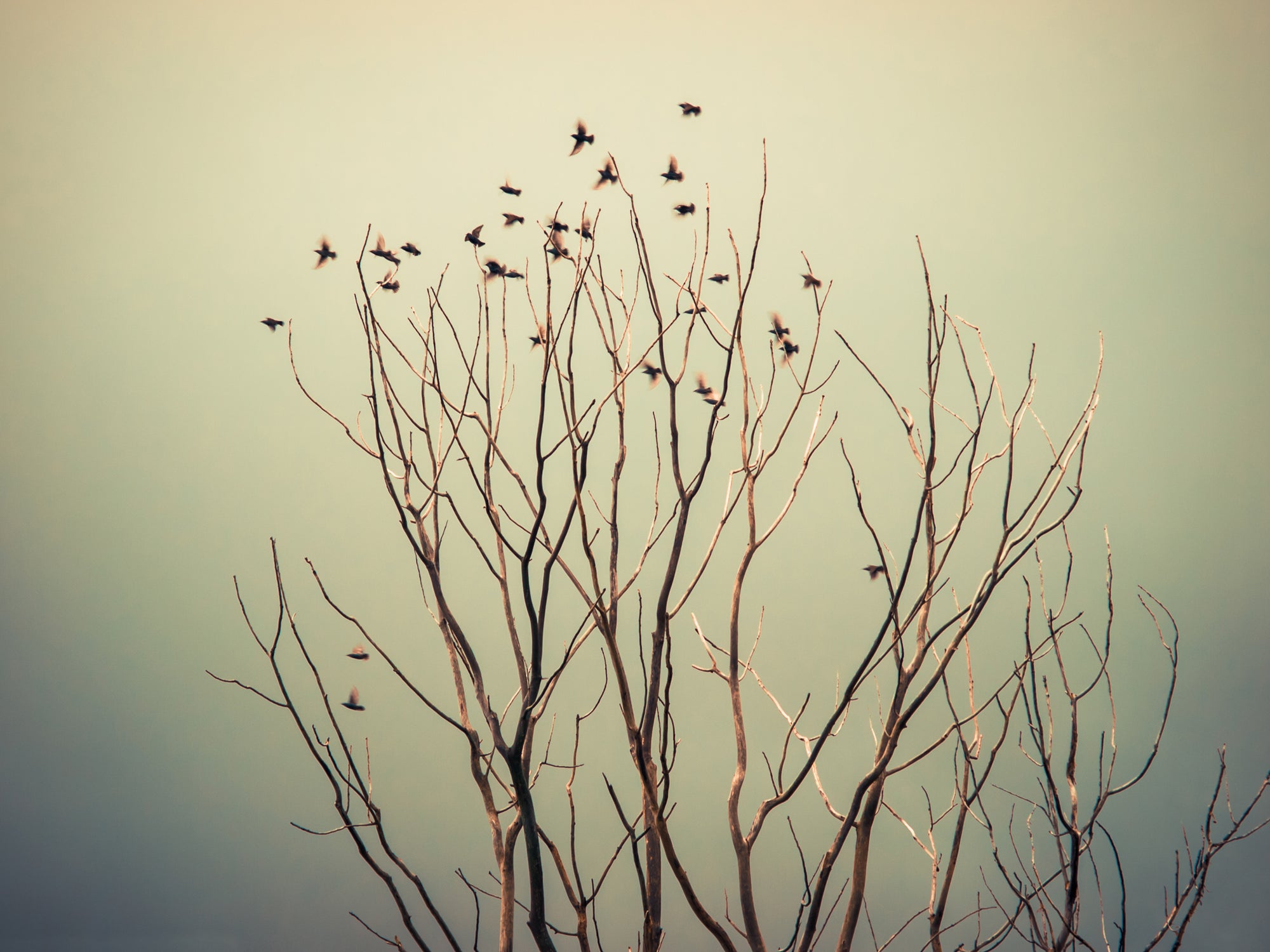 Flutter