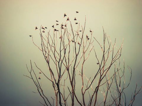 Flutter