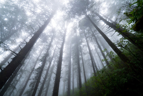 Blanketing The Treetops
