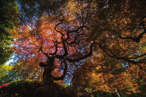 Mind Path Fine Art Print