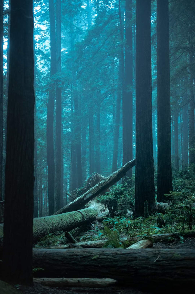 Morning Redwoods